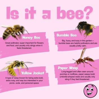 Identifying Bees and Wasps: Stay Safe and Protect Pollinators