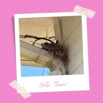 Welcoming Spring: Unexpected Guests in Our Neighborhood!