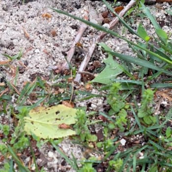 Discovering Mining Bees: Solitary Nesters and Their Habits